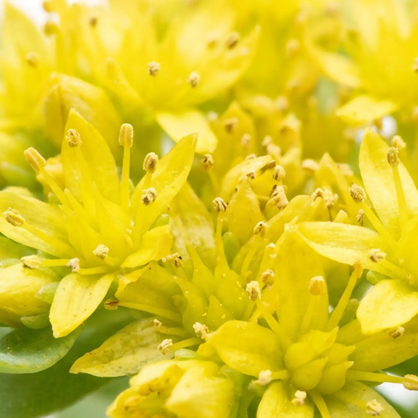Rhodiola rosea plant