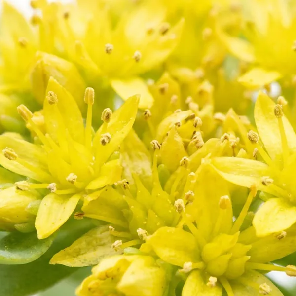 Rhodiola rosea plant