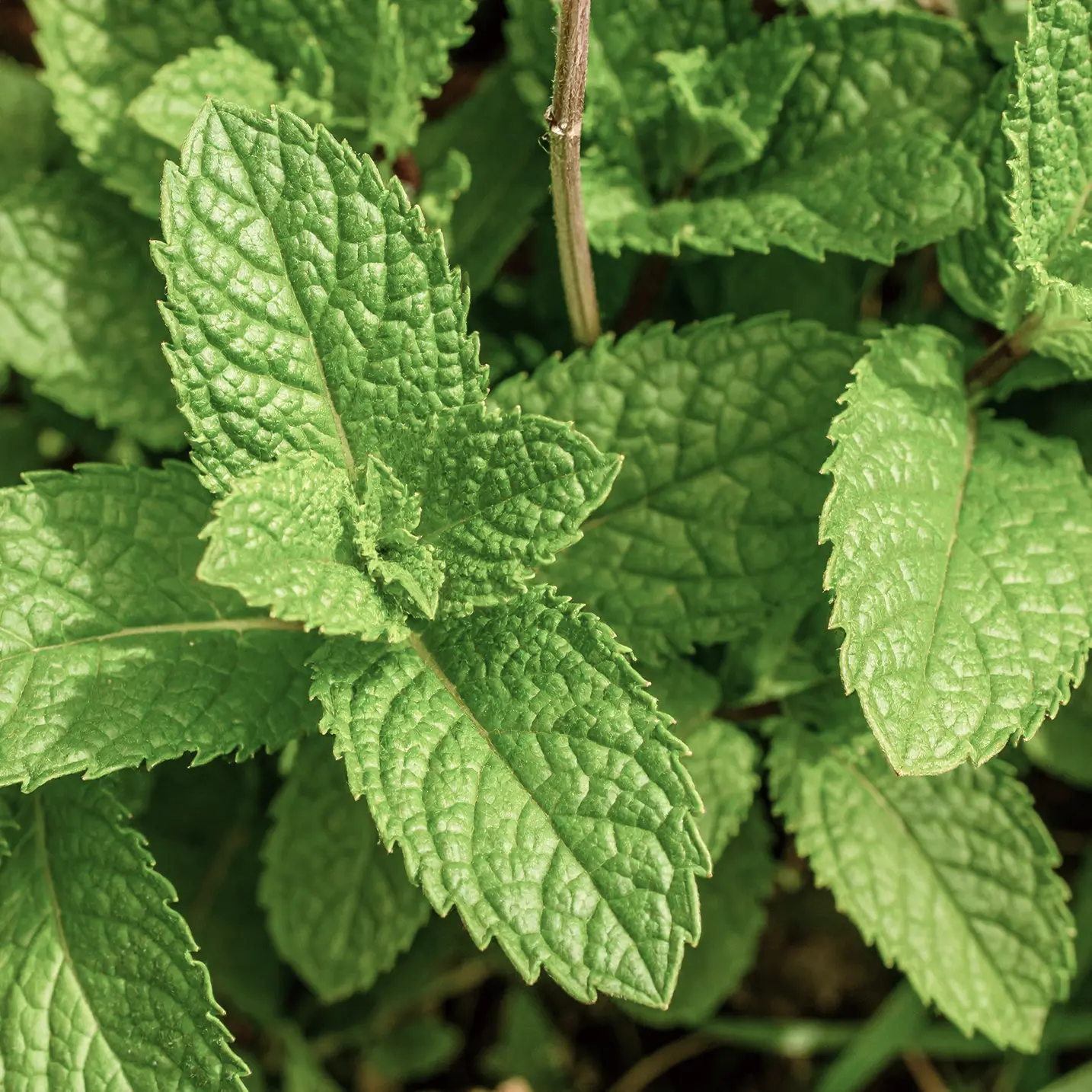 Spearmint ingredient image
