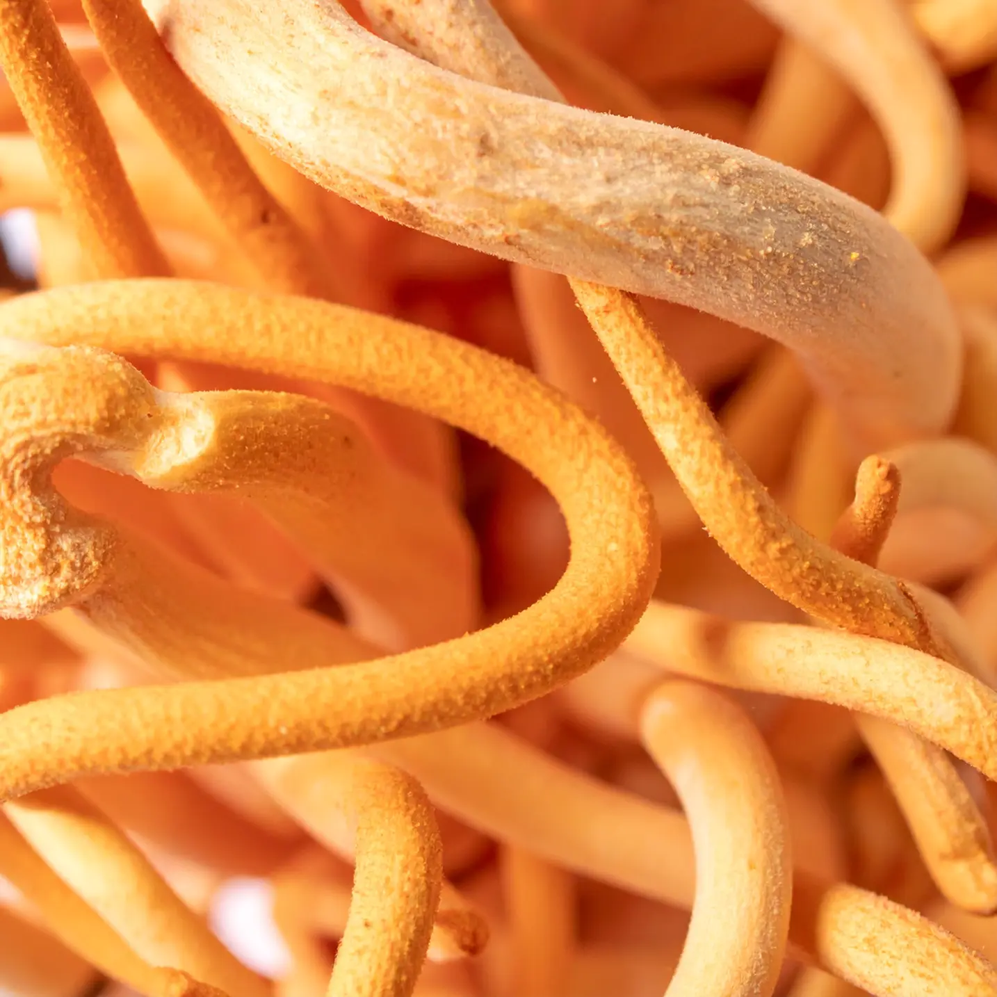 Cordyceps Mushroom image
