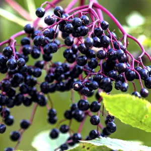 Elderberry