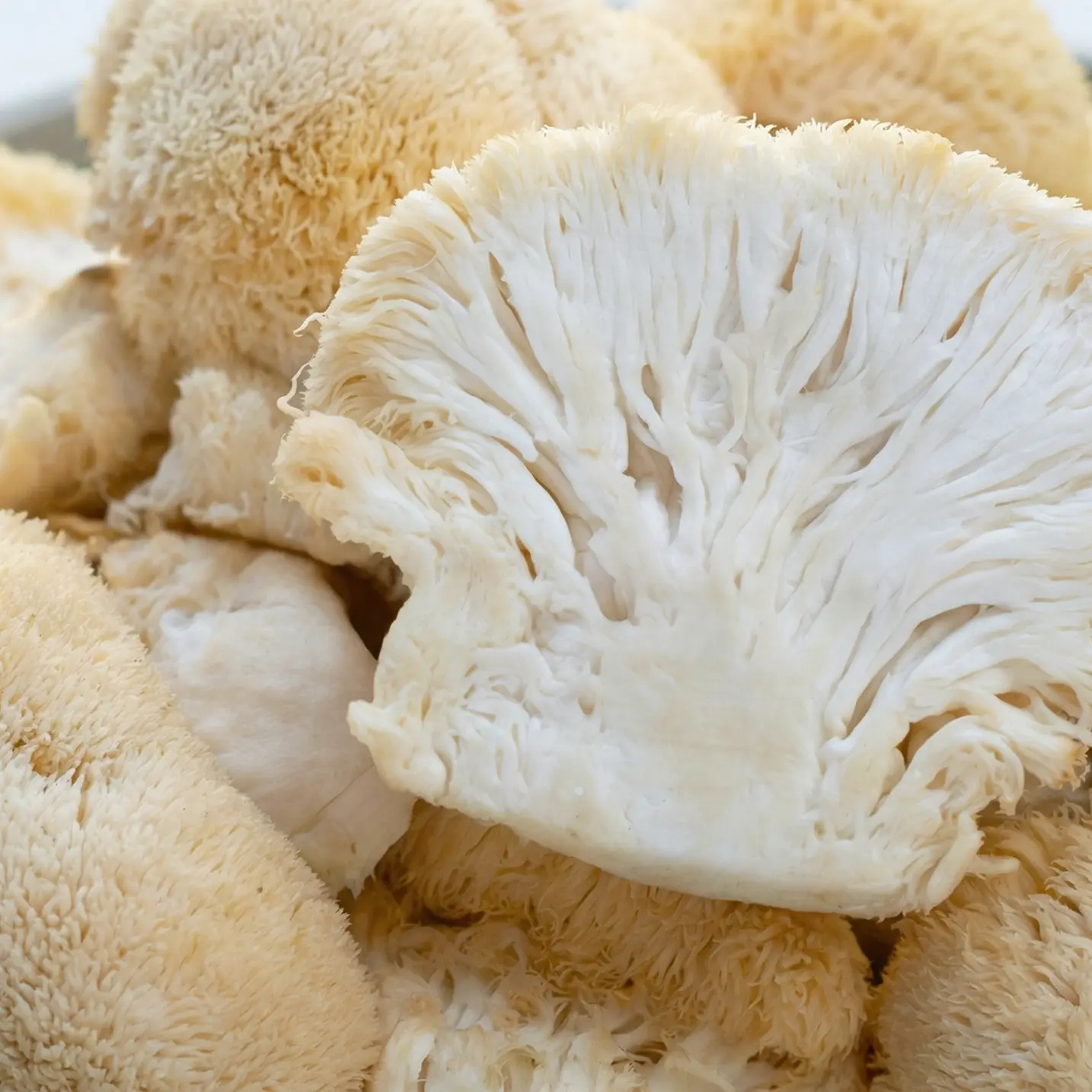 Lion's Mane image