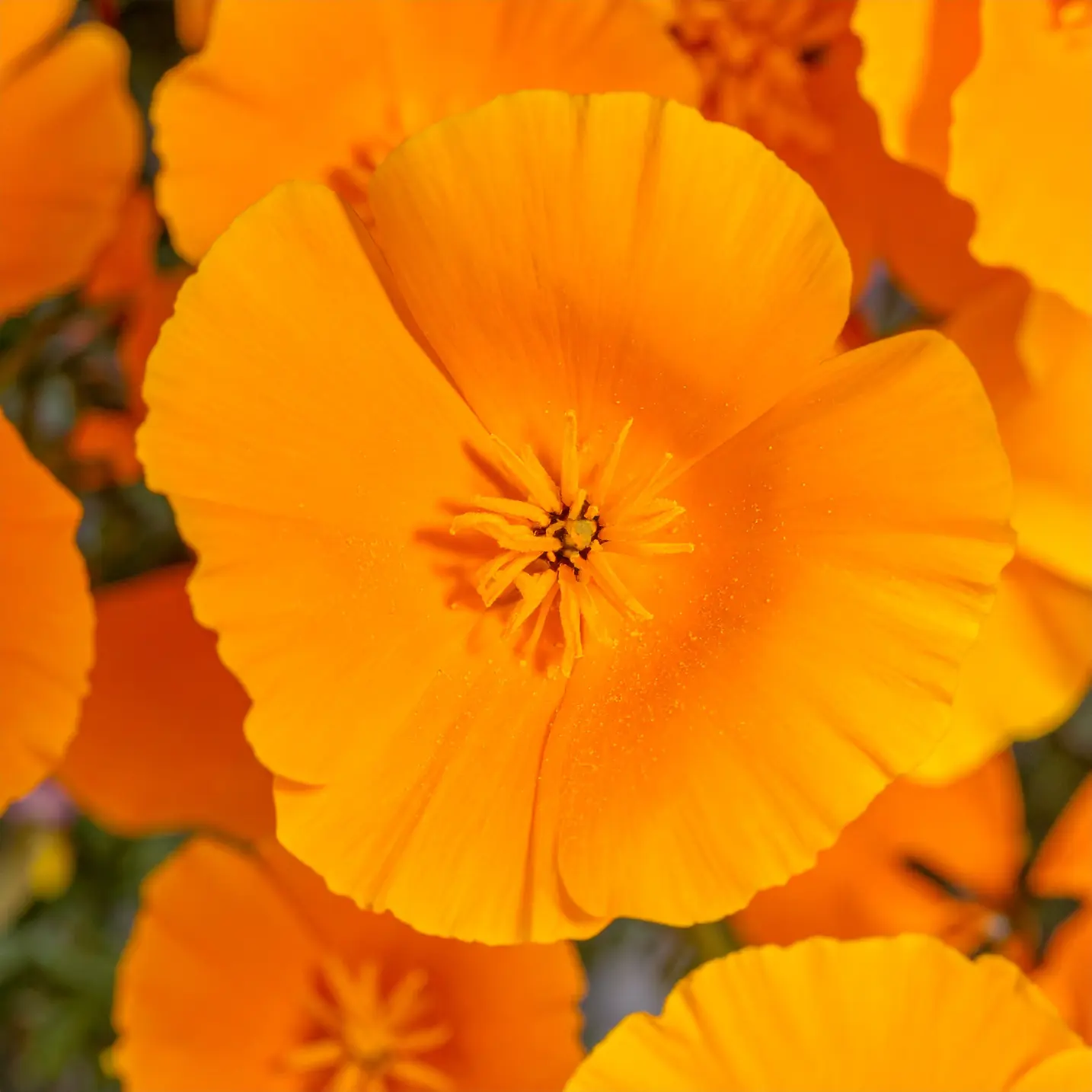 California Poppy plant