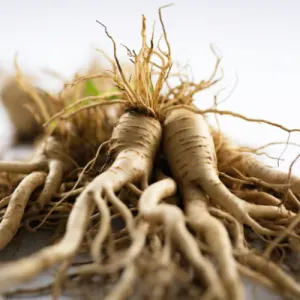 siberian ginseng