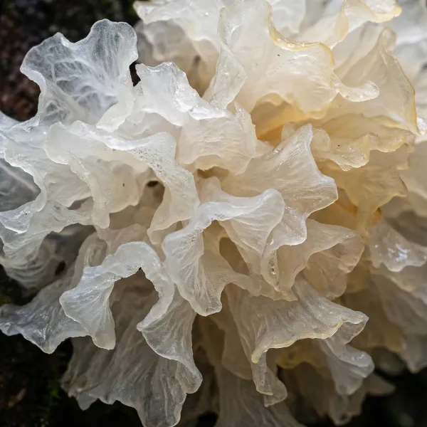 tremella mushroom