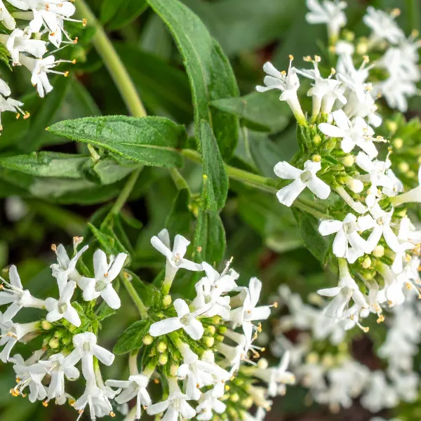 Lemon Verbena Ingredient