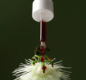 Photograph of Apothékary’s tincture.