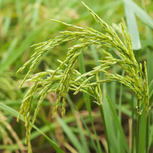 Tocotrienols (Tocos) plant image
