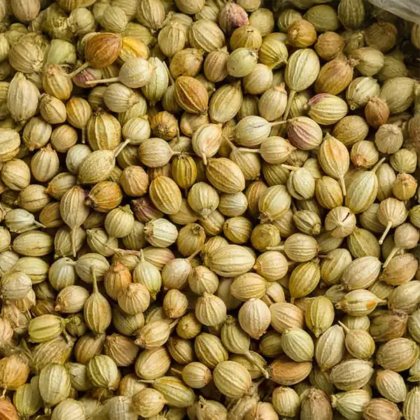 image of coriander seeds