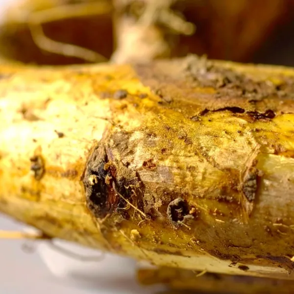 oregon grape root