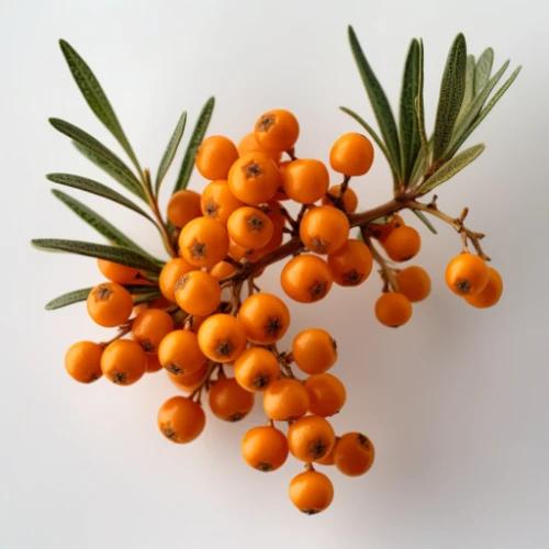 Image of a branch full of Sea Buckthorn