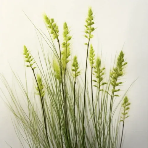 Horsetail plants