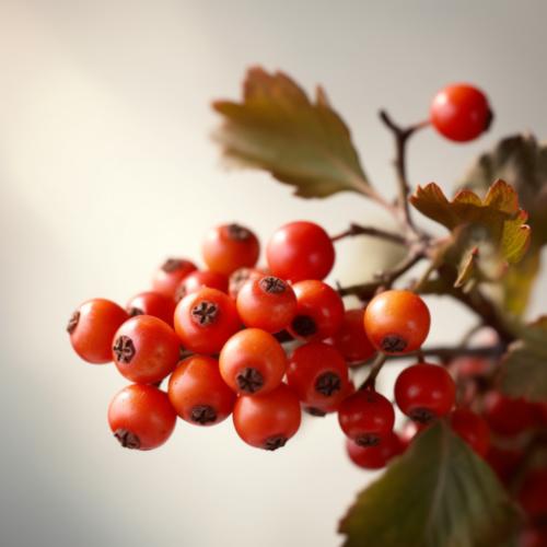 Hawthorn Berries image
