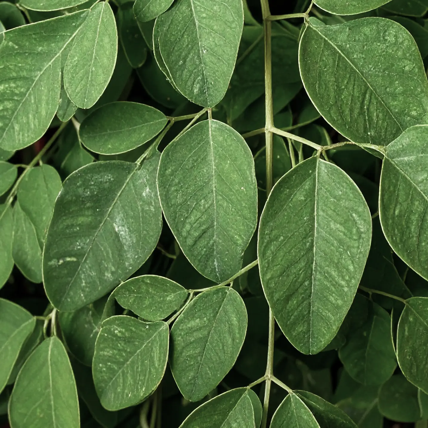 image of Moringa plant