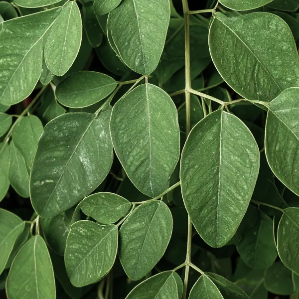 image of Moringa plant
