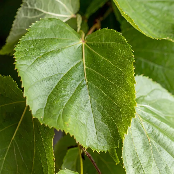 Linden plant image