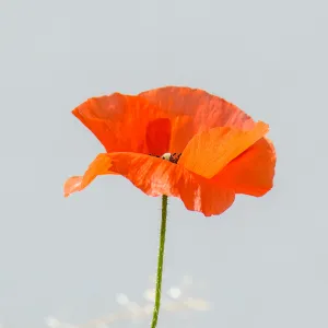 California Poppy