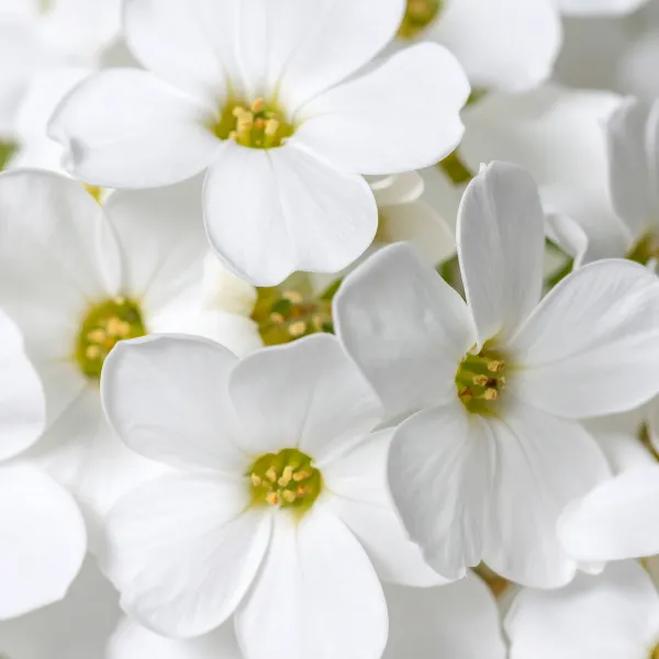 Bacopa image