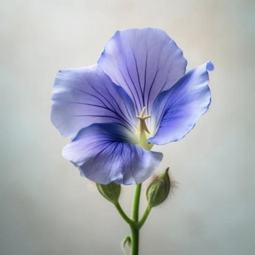 Image of a Blue Butterfly Pea Flower