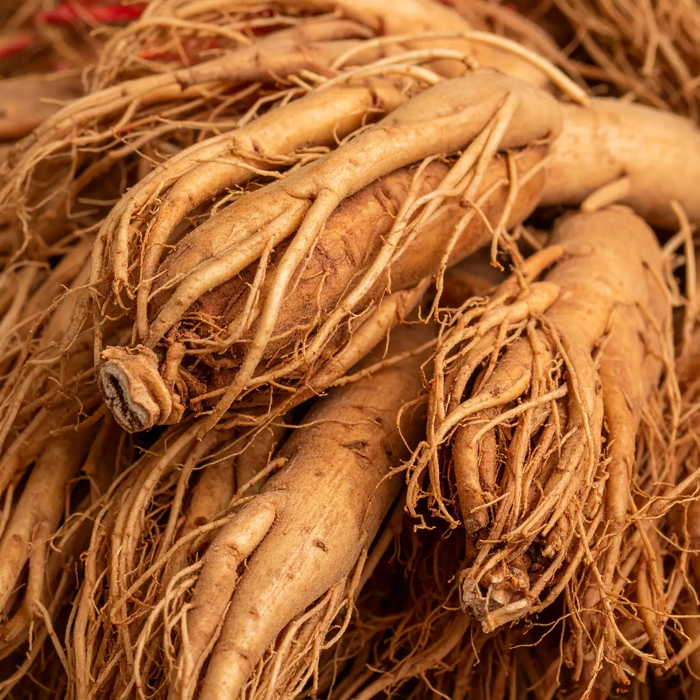red asian ginseng