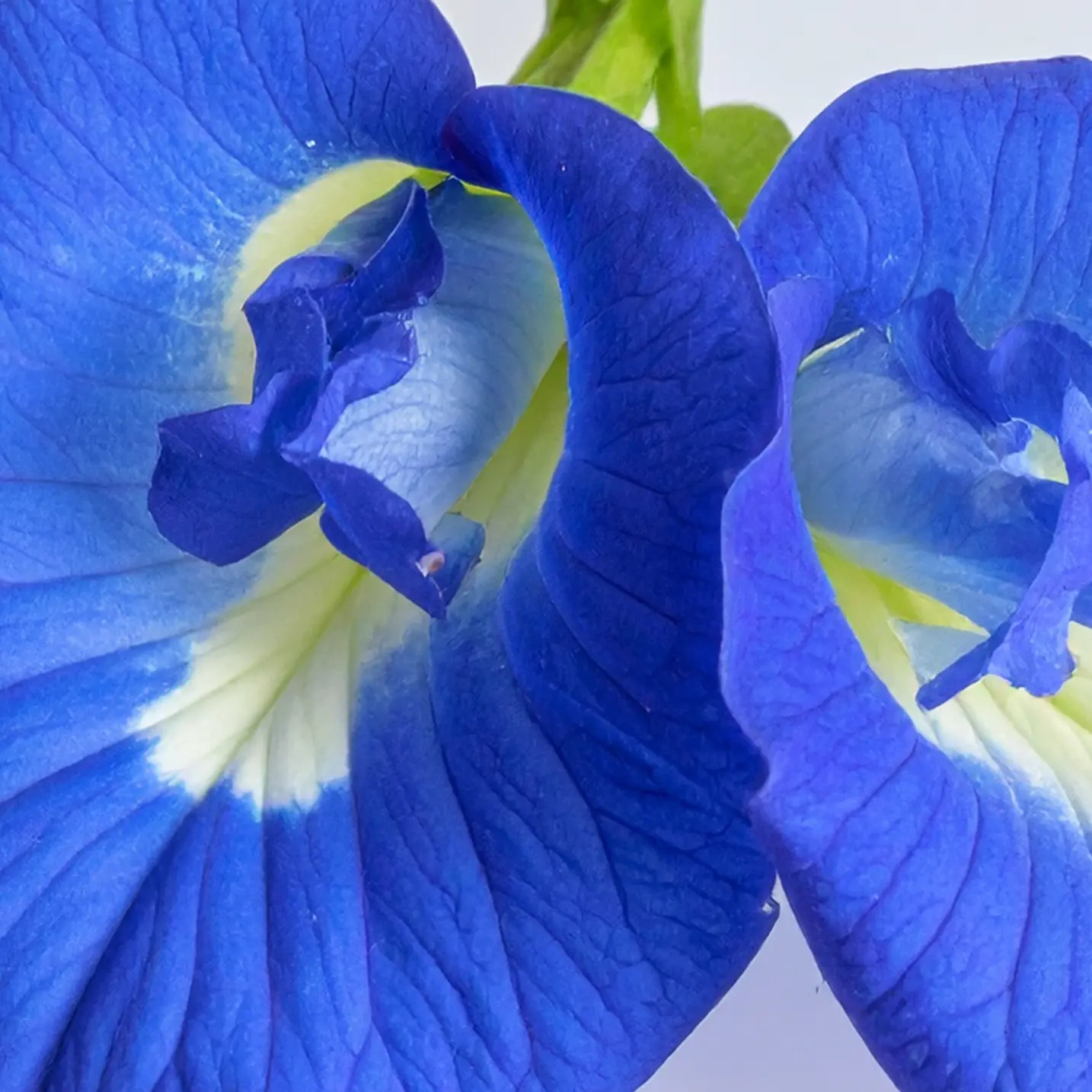 Image of a Blue Butterfly Pea Flower