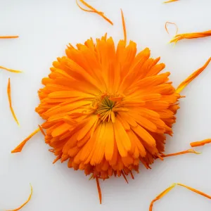 Calendula Flower