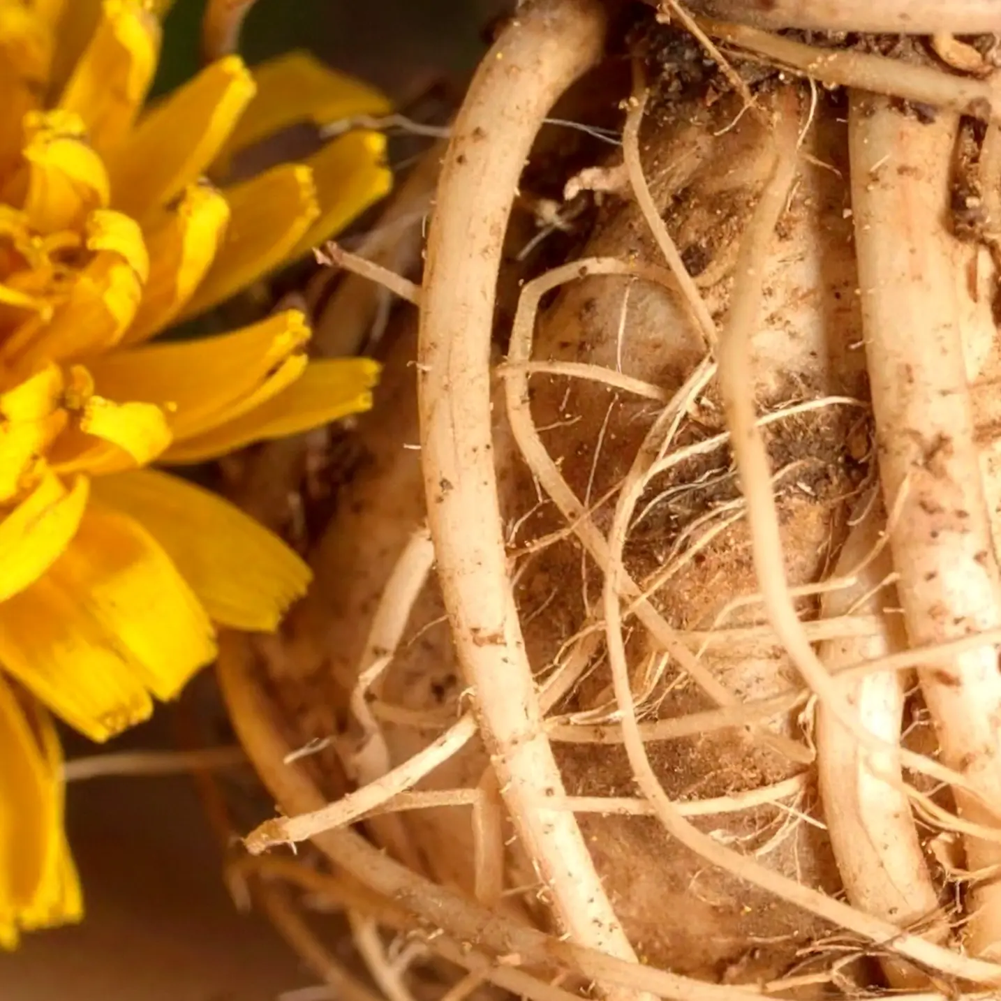 Dandelion plant image