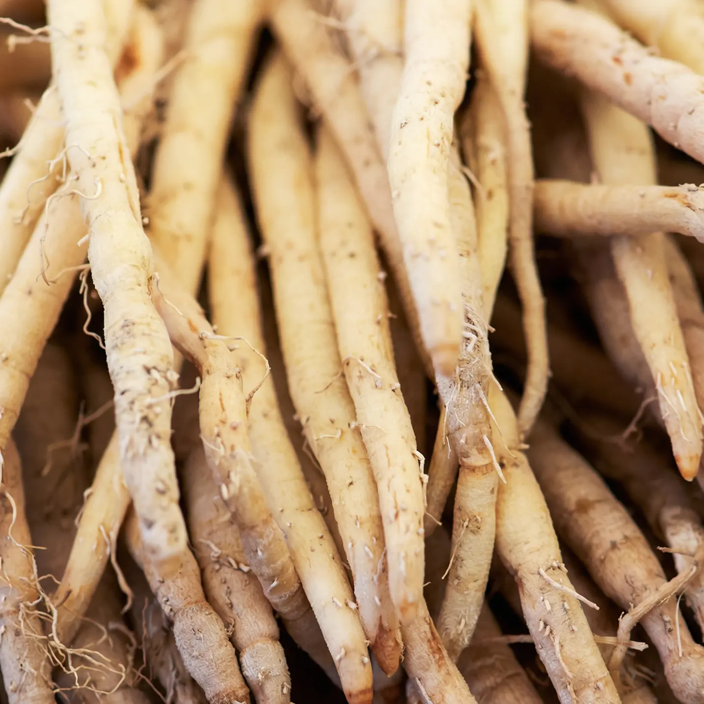 Shatavari roots image