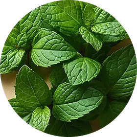 Peppermint Photo