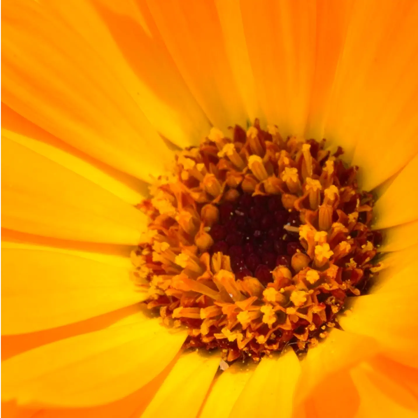 Calendula Flower image