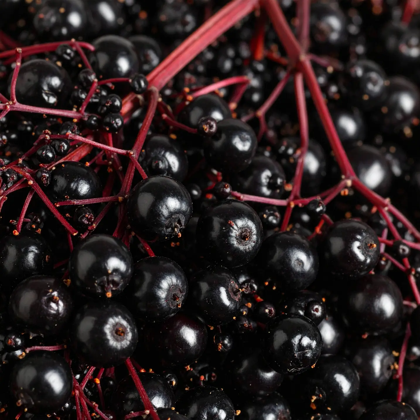 Elderberry fruits