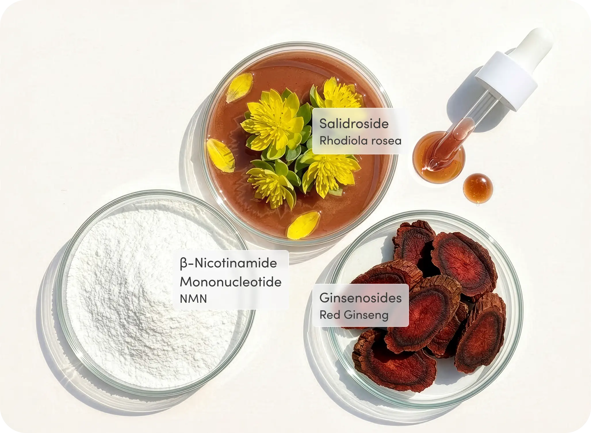 Flat lay of Power Trip™ key ingredients in glass bowls: Salidroside from Rhodiola rosea, NMN powder, and Ginsenosides from Red Ginseng, with a tincture dropper.