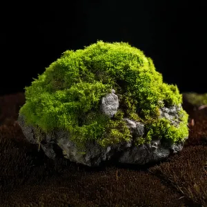 Photo of a moss covered rock representing Earth