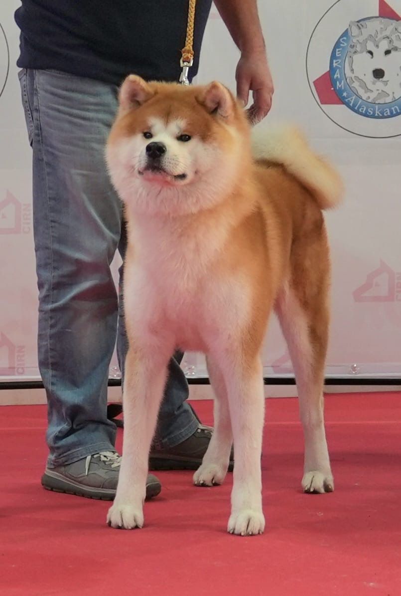 Toushou DK — foto 1