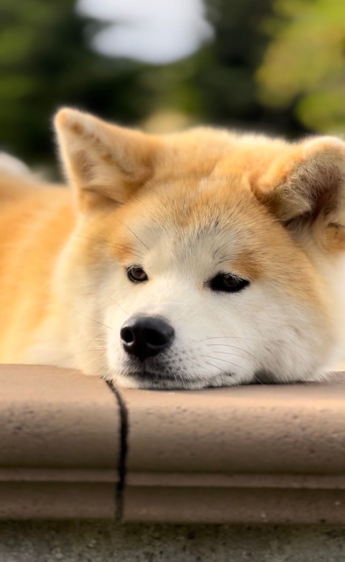 Akita in love 31