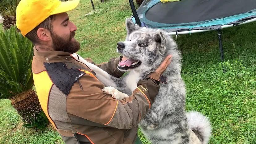 Akita in love 36