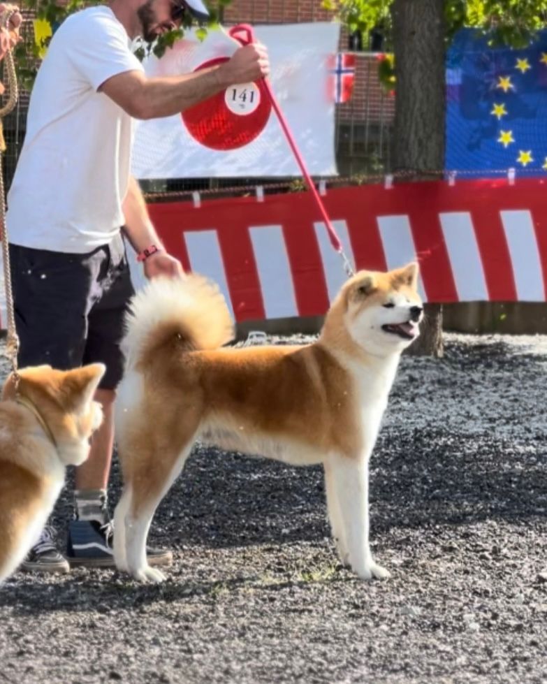 Akita in esposizione 35
