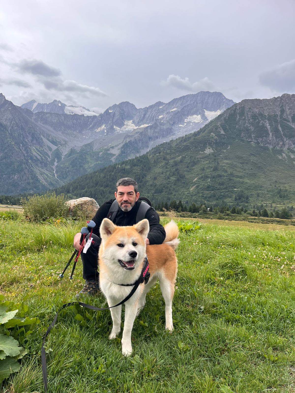 Akita nelle famiglie — foto 27