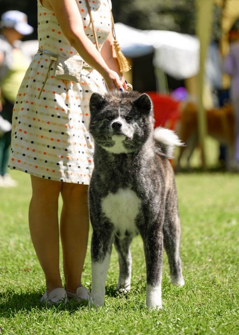 Akita in esposizione 100