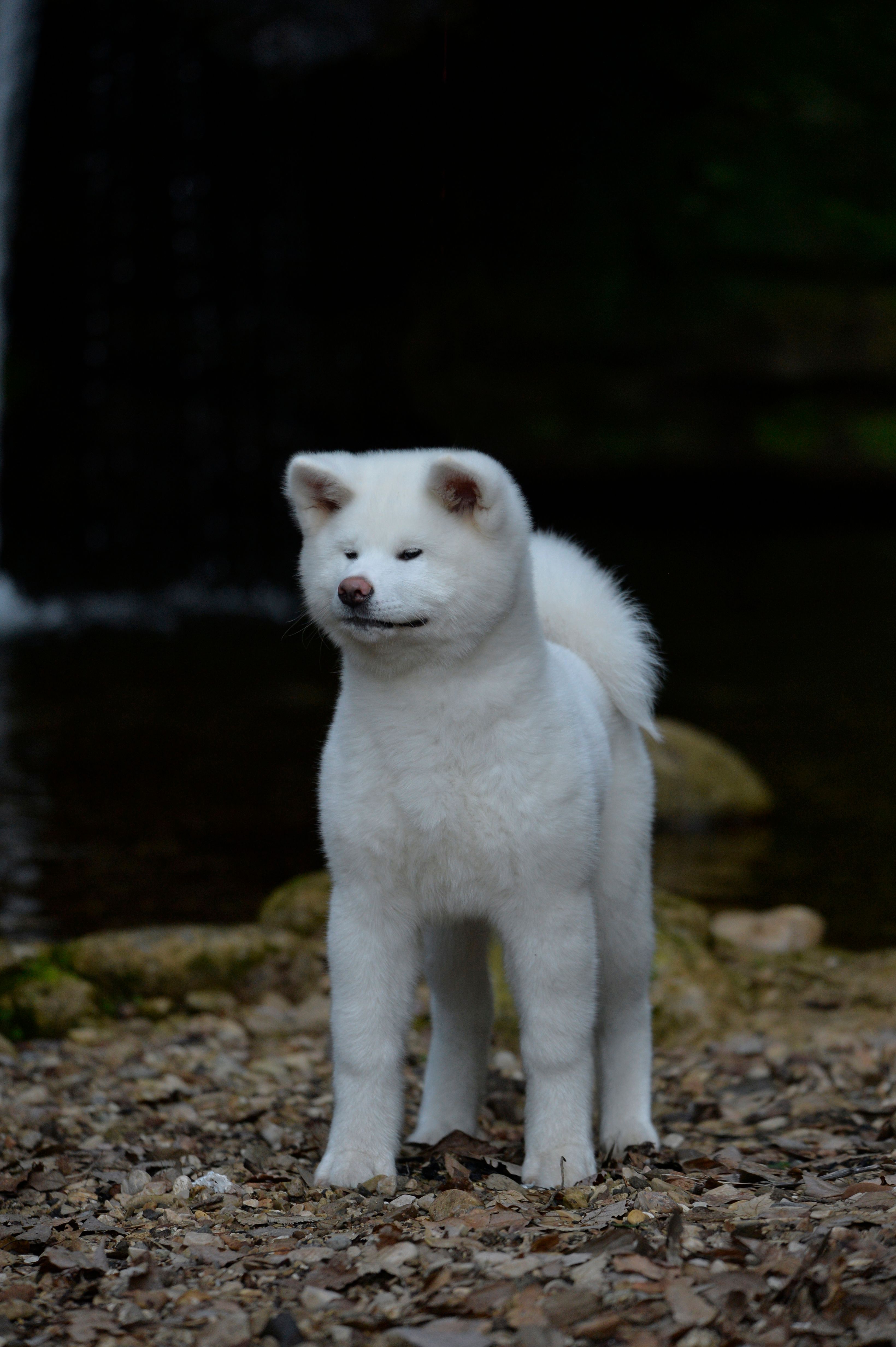 Yuki — foto 1