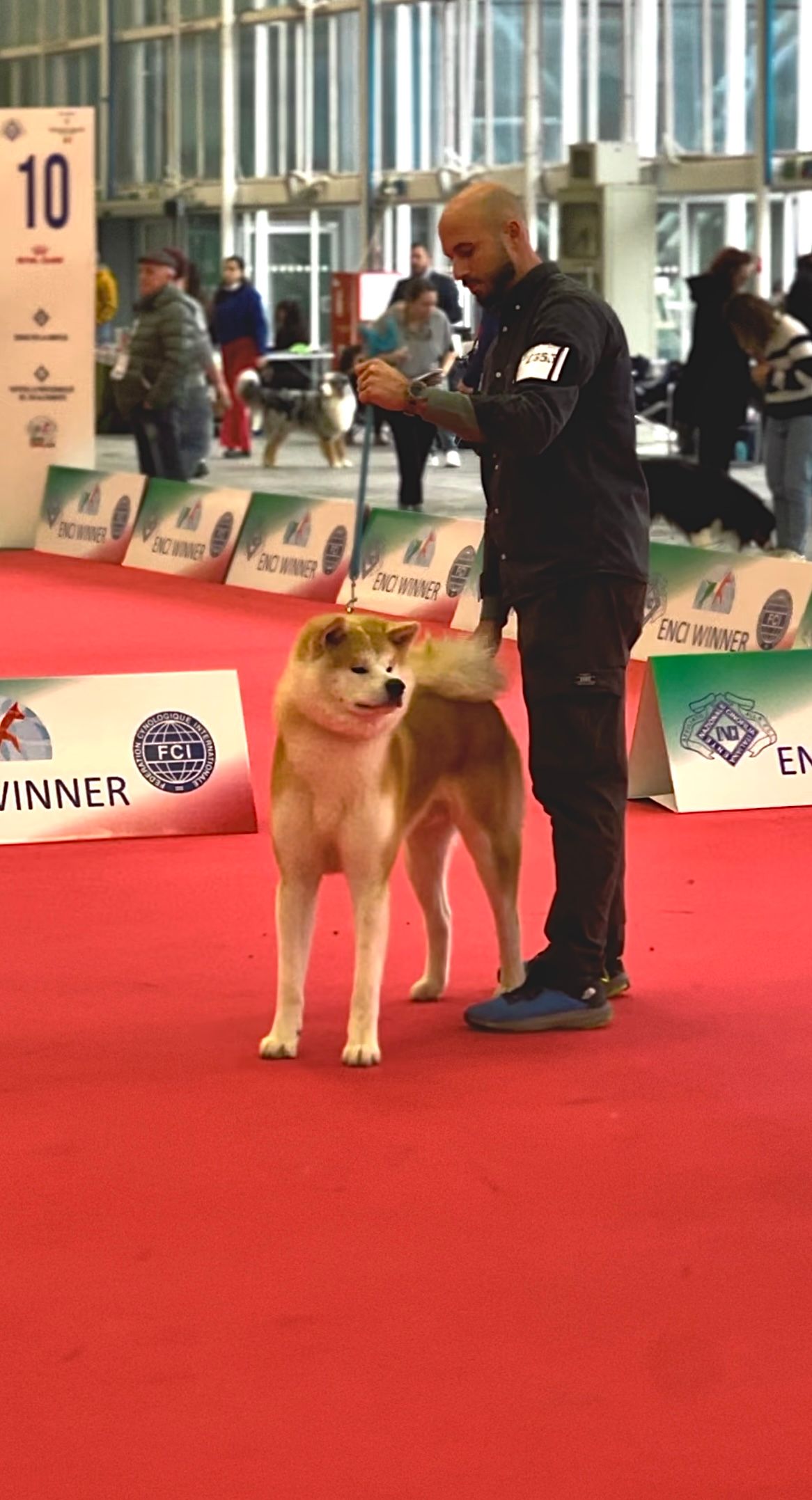 Akita in esposizione 81