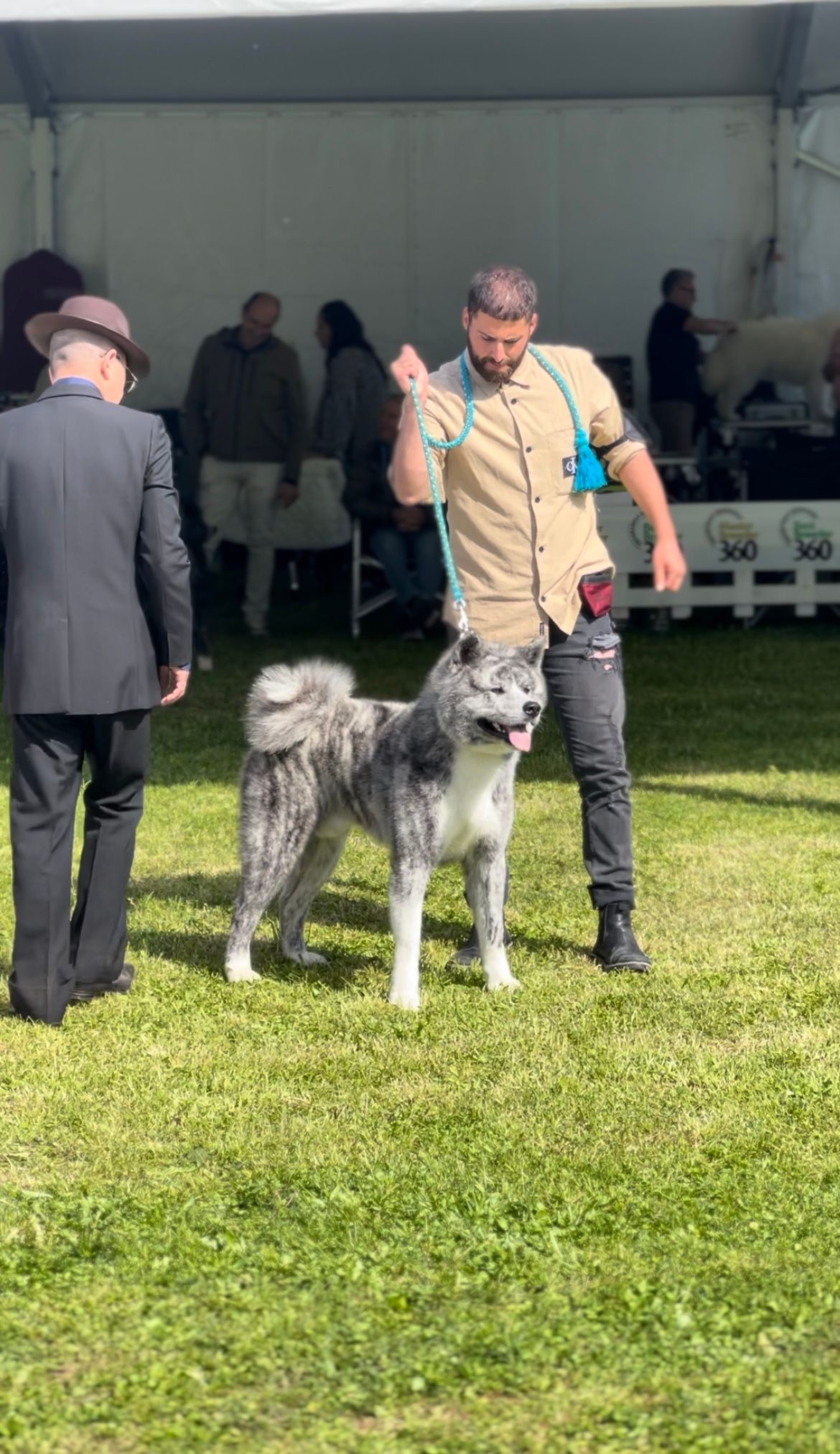 Akita in esposizione 23