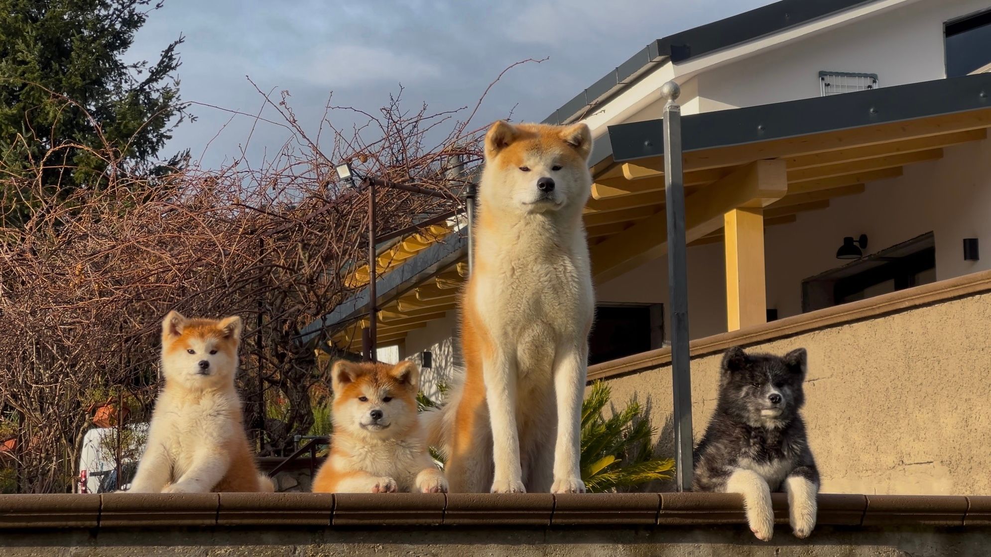 L'allevamento Akai Okami Shou