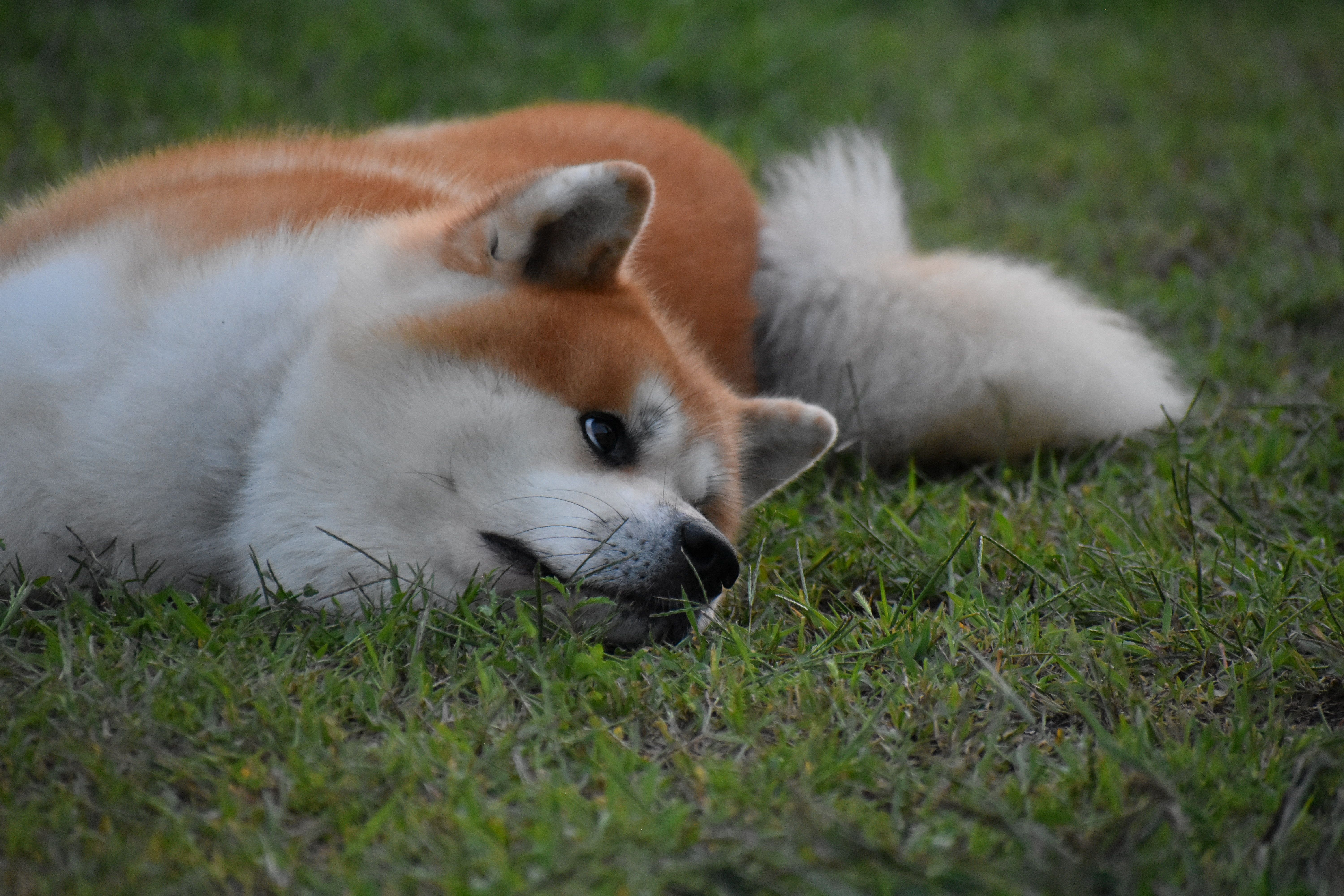 Akita in love 41