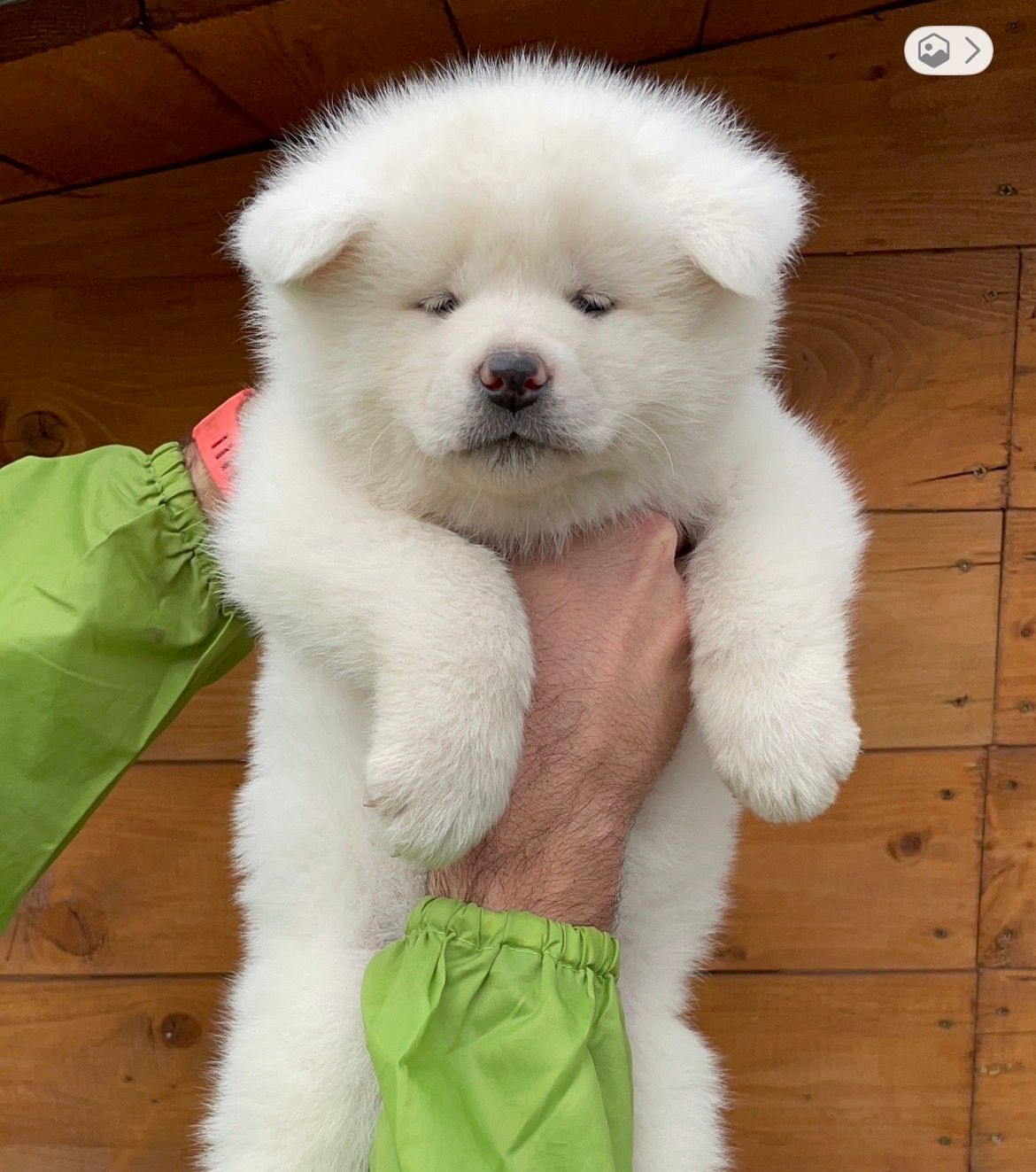 Yuki — foto 2