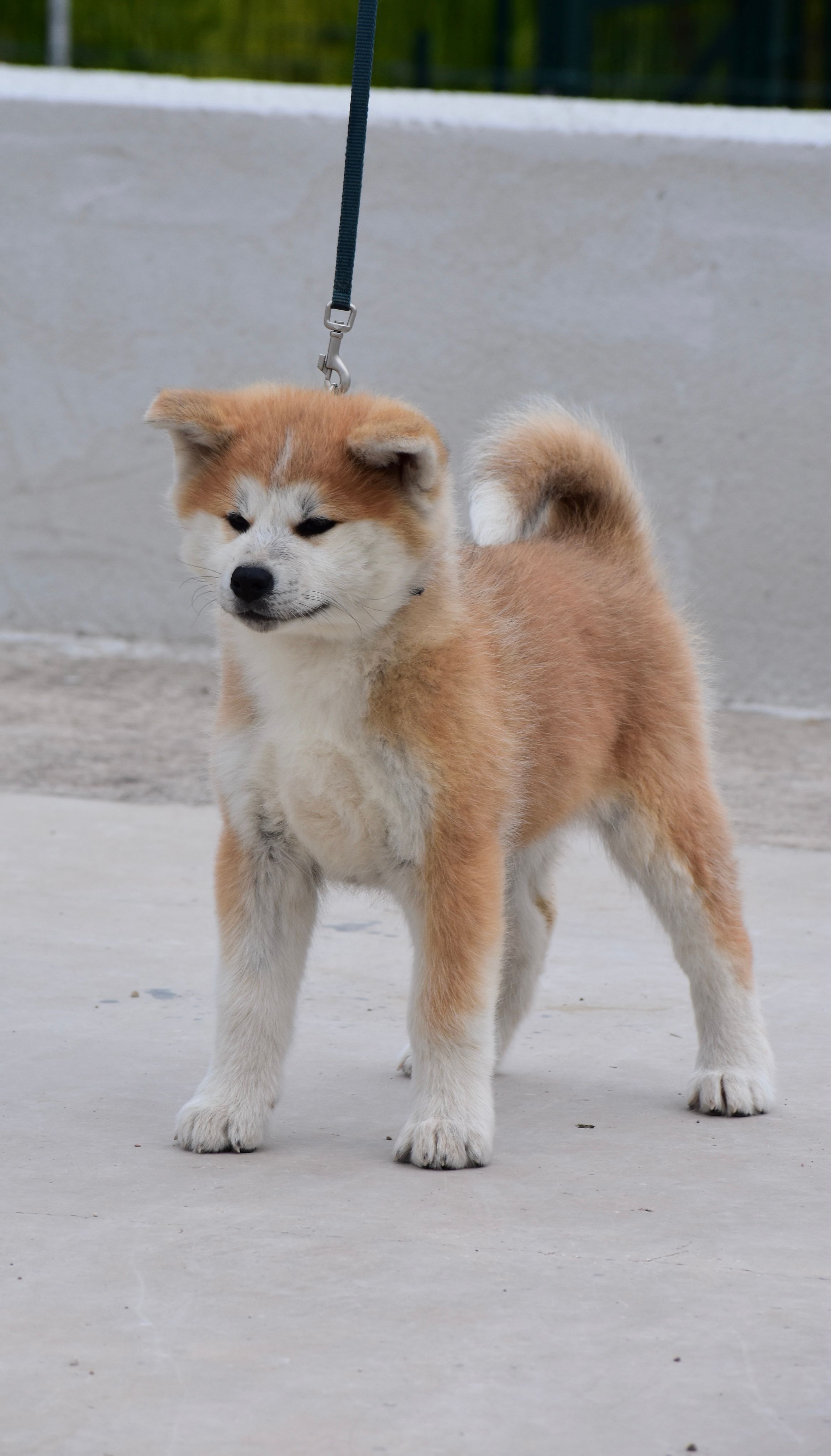 SHIDA — foto 2