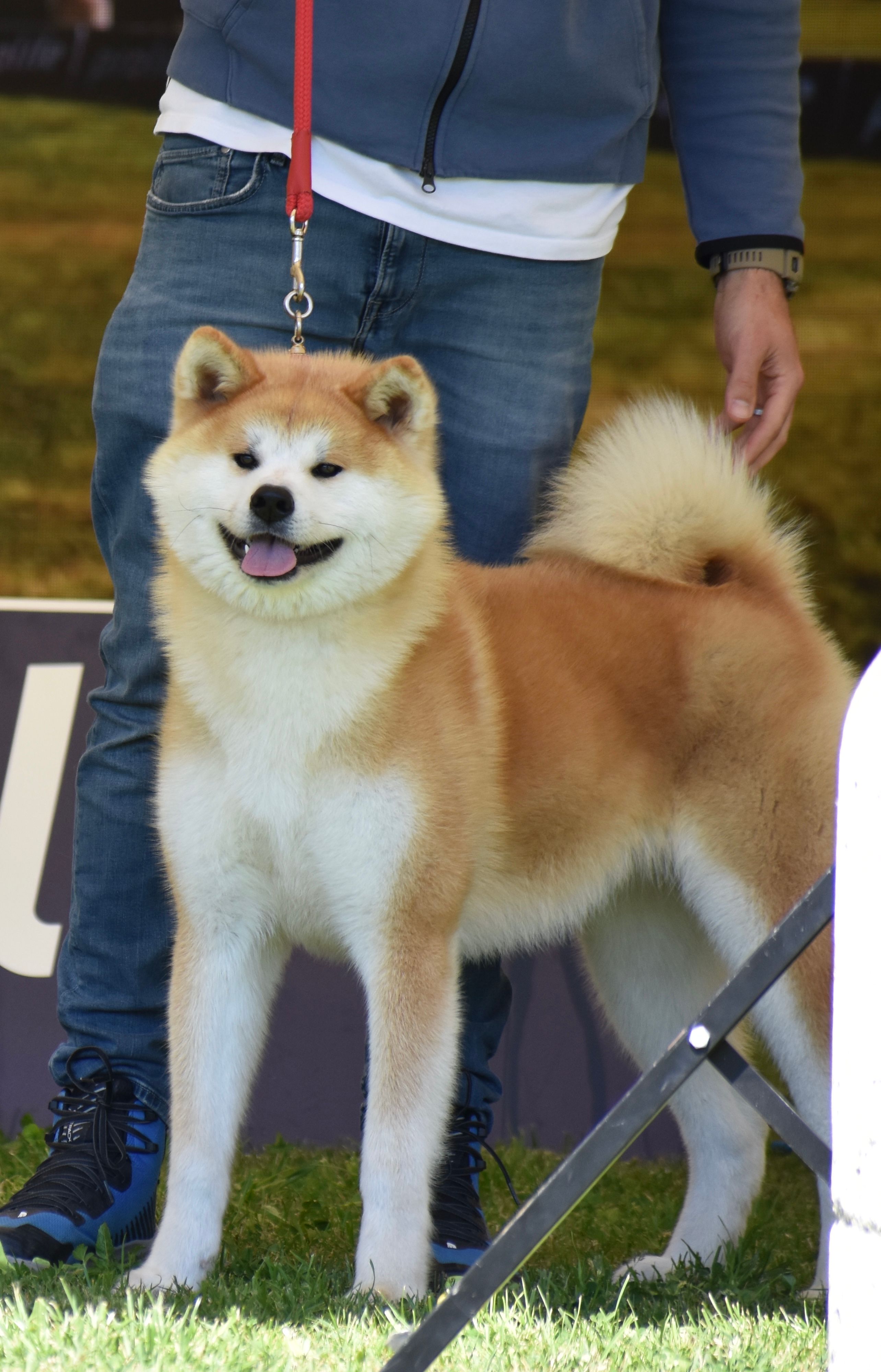Akita in esposizione 74