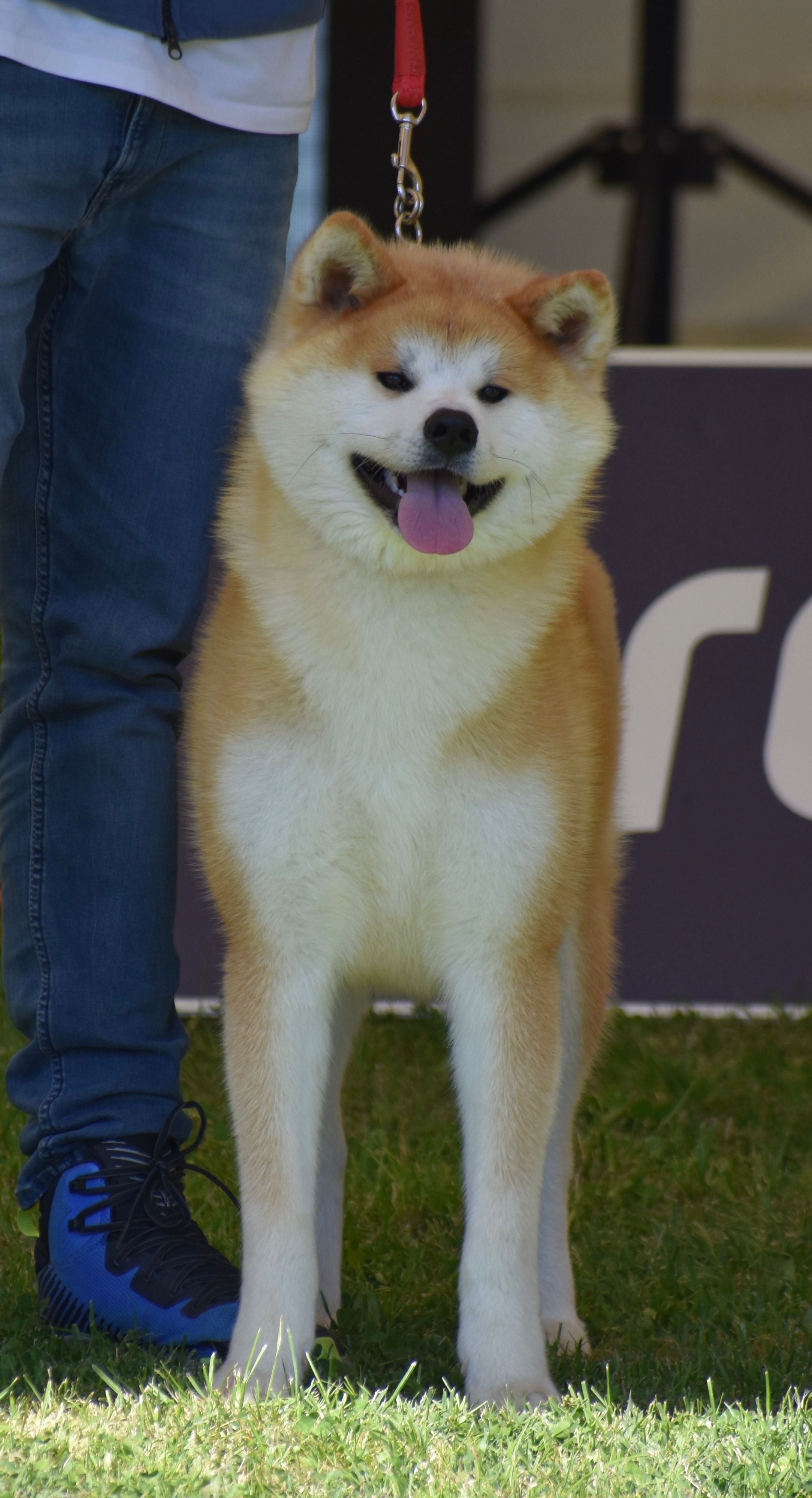 Akita in esposizione 45