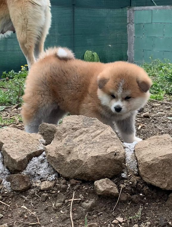 Mirai — foto 8