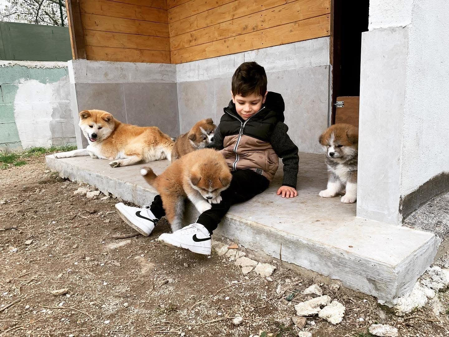 Akita in love 37
